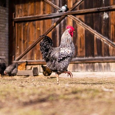 Chickens at Berchtesgaden