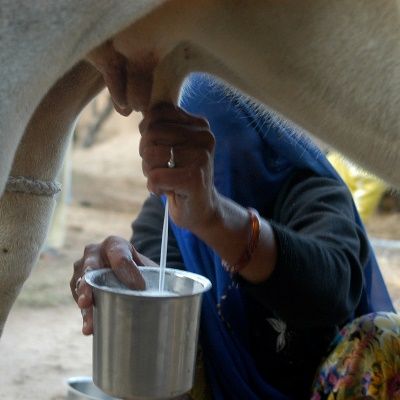 Milking Cow at Berchtesgaden