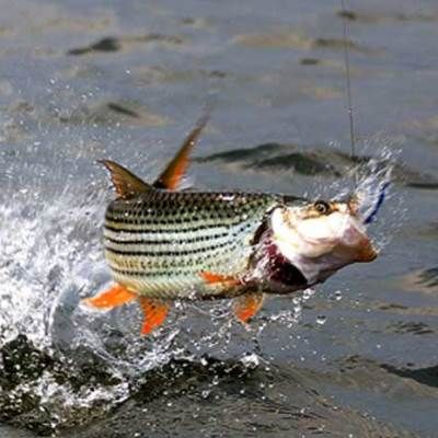 Fishing Tiger Fish